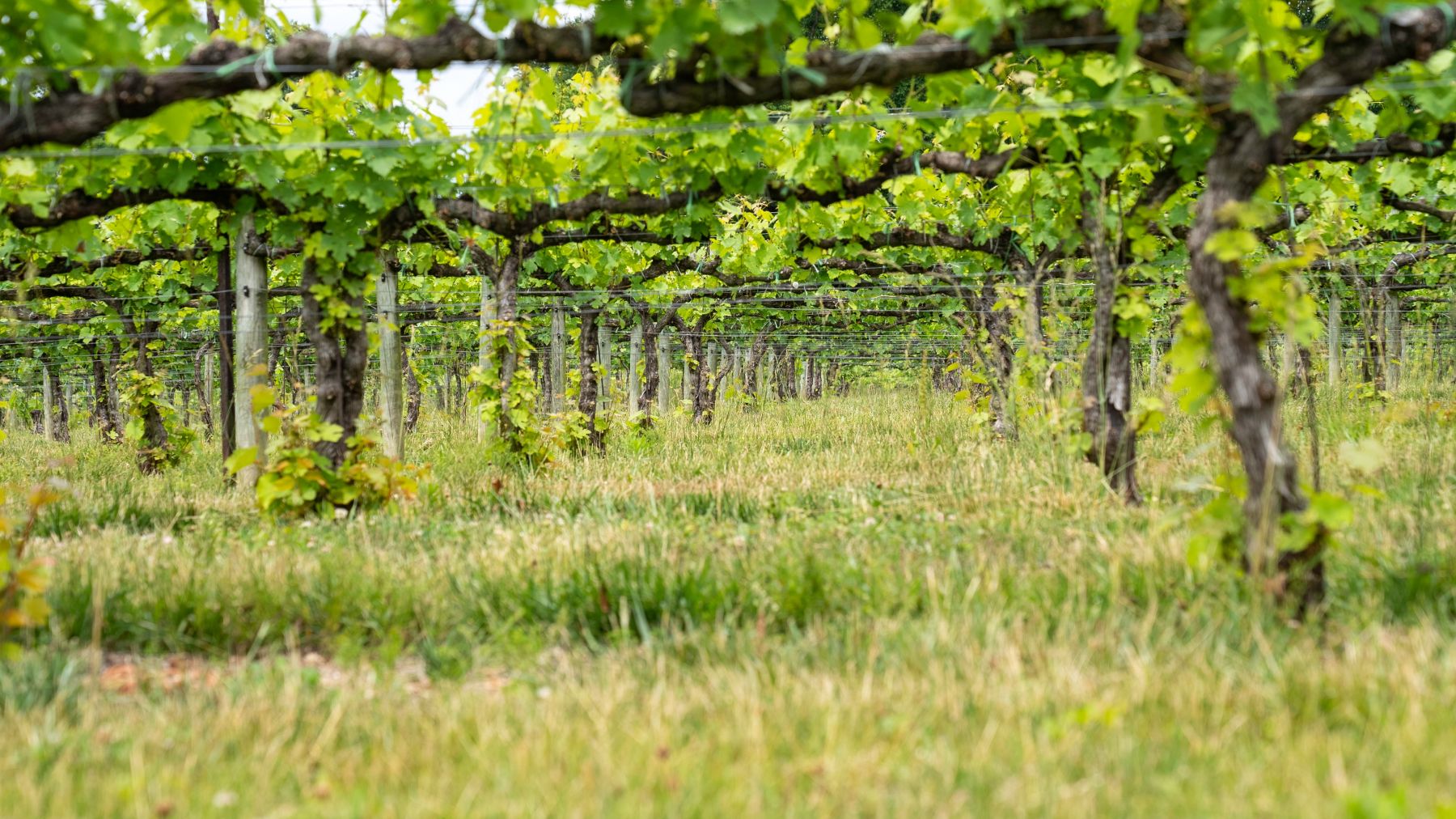 Les traditions viticoles et les techniques de vinification de Bourgogne